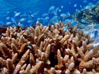 慶良間諸島--座間味島的浮潛有海龜相陪