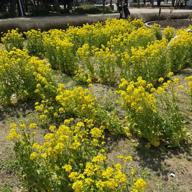 ～水元公園～城市綠意～  