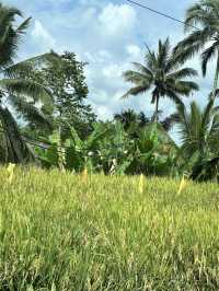 Bali 5D4N free and easy trip