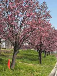 Chasing Sakura at Shioiri Park 🌸