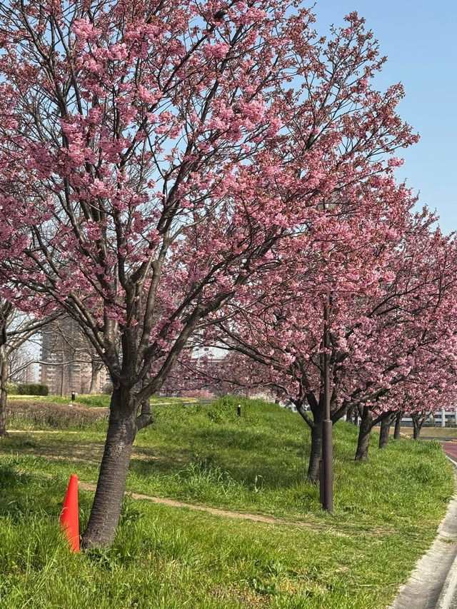 Chasing Sakura at Shioiri Park 🌸