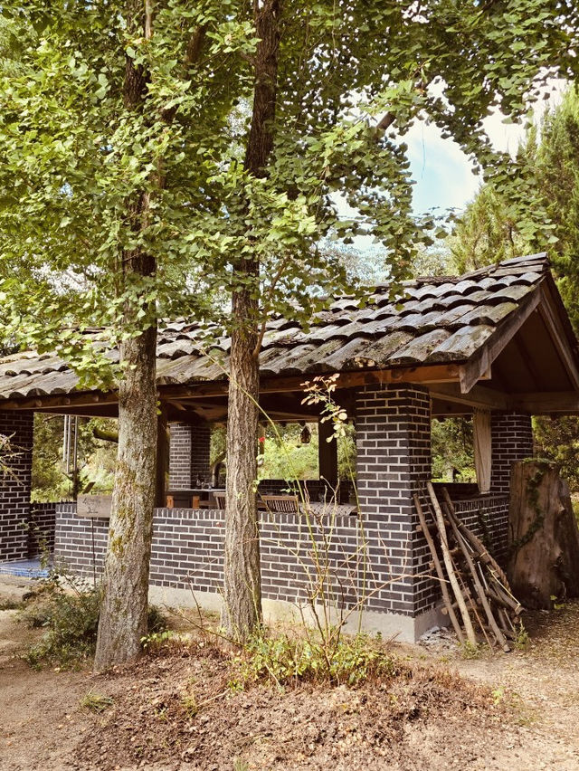 Gurye's Gem: A Must-Visit Juniper Forest