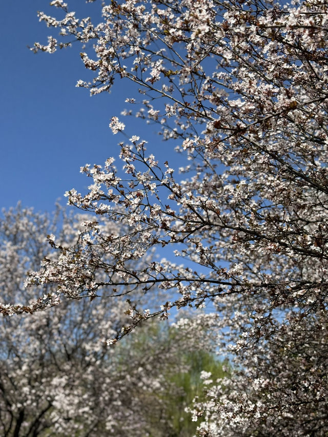 An Unexpected Delight: Cherry Blossoms at Henan Museum on Our First Day Trip