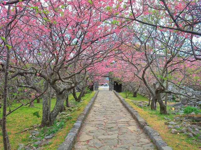  Chasing Sakura in Okinawa 🌸
