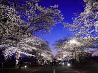 Chasing Sakura at Yonomori Cherry Blossom Tunnel