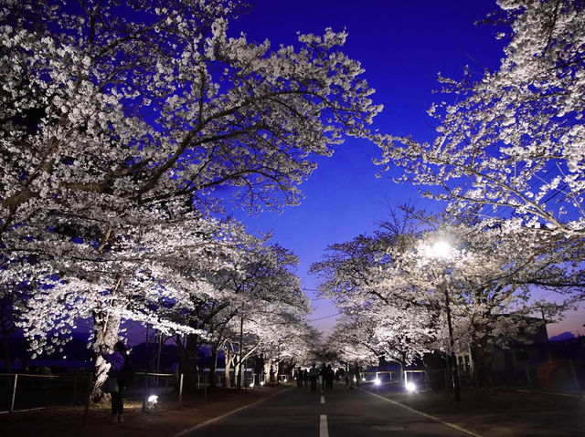 Chasing Sakura at Yonomori Cherry Blossom Tunnel