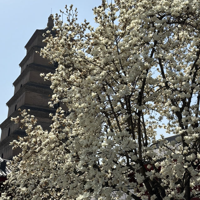 Xi’an’s Dayanta: A Lasting Impression Before Takeoff
