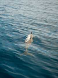 峇里島 | 最有驚喜的體驗 睇海豚仲可以同海豚暢泳🐬