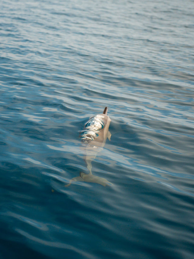 峇里島 | 最有驚喜的體驗 睇海豚仲可以同海豚暢泳🐬