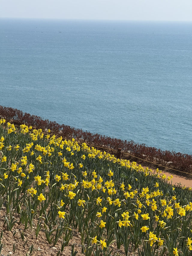 오륙도 수선화, 봄을 알리는 노란 물결 🌼🌊