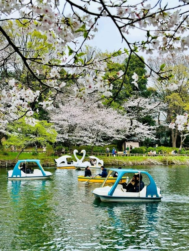 踩天鵝船賞櫻！快來井之頭恩賜公園，感受春櫻花海。