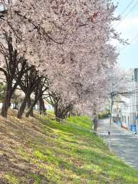 벚꽃과 개나리를 함께 볼 수 있는 대구 금호강생태공원🌿