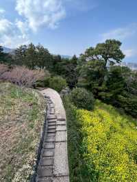 桜と菜の花　山の上の美術館