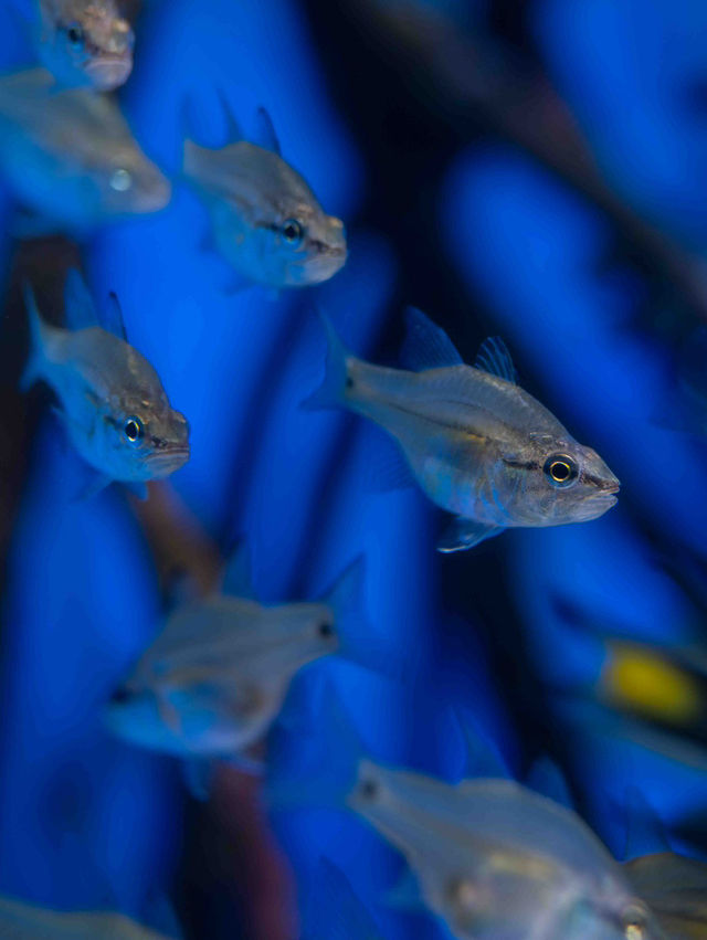 美ら海水族館 – 世界屈指の大水槽を体感🐠🌊