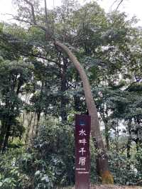 白千層｜香港最易徒步打卡景點🌳