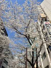 Full Bloom! Sakura-zaka in Shibuya🌸