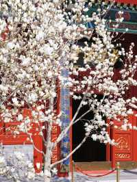 Spring Blooms at Tianjin Dabeiyuan: Magnolia Season is Here! 🌸