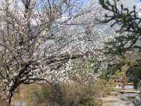 A Blossom Surprise: Cherry Flowers in Full Bloom at Blue Moon Valley