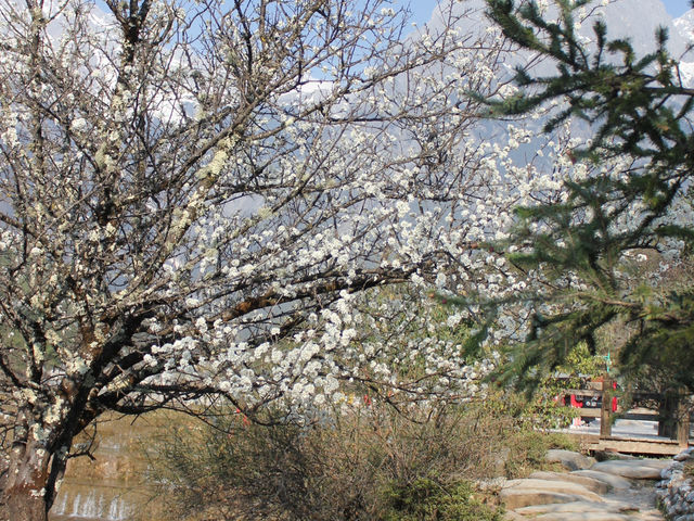 A Blossom Surprise: Cherry Flowers in Full Bloom at Blue Moon Valley