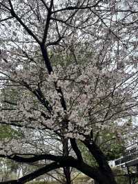 Sakura in grandberry park!!