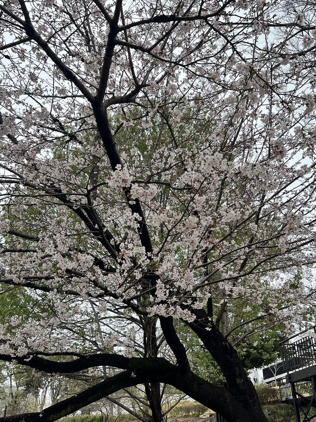 Sakura in grandberry park!!