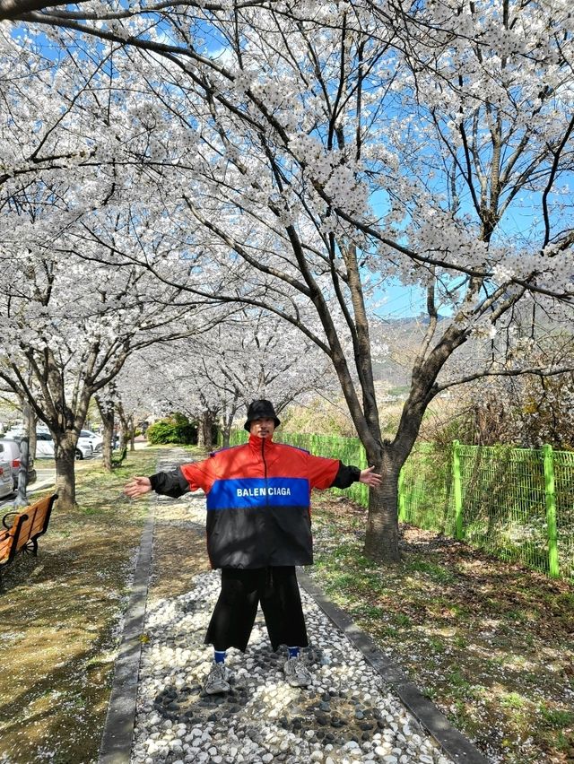 조용하게 벚꽃산책하기좋은 청도 신거역 폐역