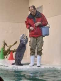 三重｜集合動物明星們 全日本最萌的鳥羽水族館