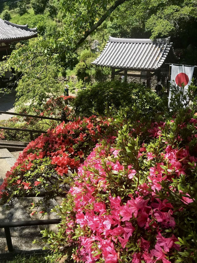 Spring Outing to Okadera Temple