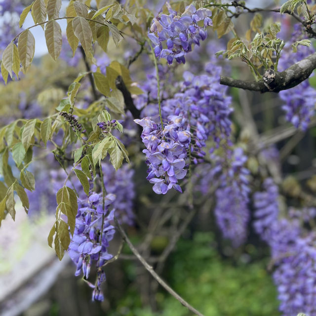 【陽明山国家公園｜竹子湖】霧の中で味わう、やさしいスモークチキン
