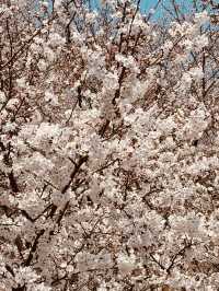 Urban Bloom Escape: Yangjaecheon's Accessible Cherry Blossom Beauty for City Dwellers 