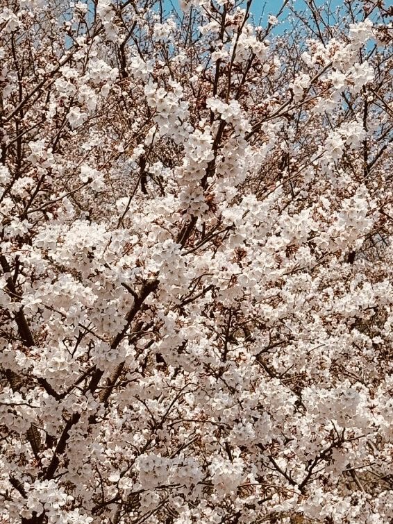 Urban Bloom Escape: Yangjaecheon's Accessible Cherry Blossom Beauty for City Dwellers 