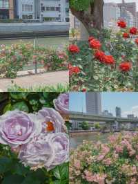 สวนกุหลาบกลางเมือง เข้าฟรี! ที่โอซาก้า🌹