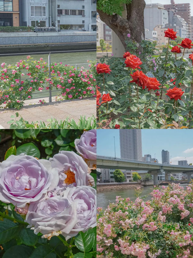 สวนกุหลาบกลางเมือง เข้าฟรี! ที่โอซาก้า🌹