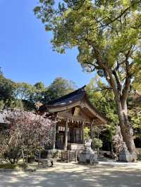 【福岡観光】桜パトロール
