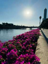 Strolling the Pearl River: Springtime Serenity in Guangzhou