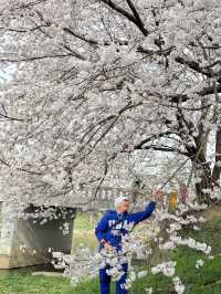 CHERRY BLOSSOMS IN SOUTH KOREA