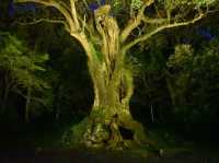 光に包まれた神秘の大楠に感動🌳✨