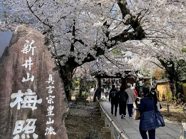 中野住宅區的日常賞櫻景點---新井藥師梅照院
