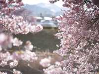Pink & Gold Paradise — Discover Spring Early at Minami no Sakura to Nanohana Matsuri