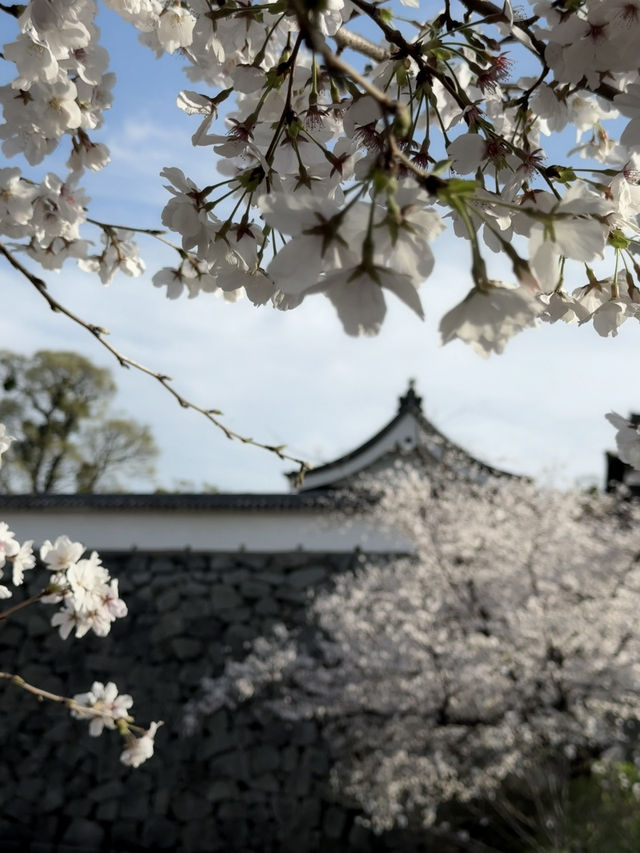Fukuoka Castle Ruins day & night views