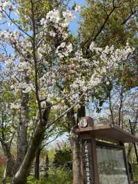 Guangfulin Cherry Blossom Season – A Perfect Blend of History and Spring Beauty