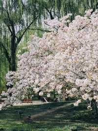 Yuyuantan Park Cherry Blossoms – Beijing’s Signature Sakura Spectacle