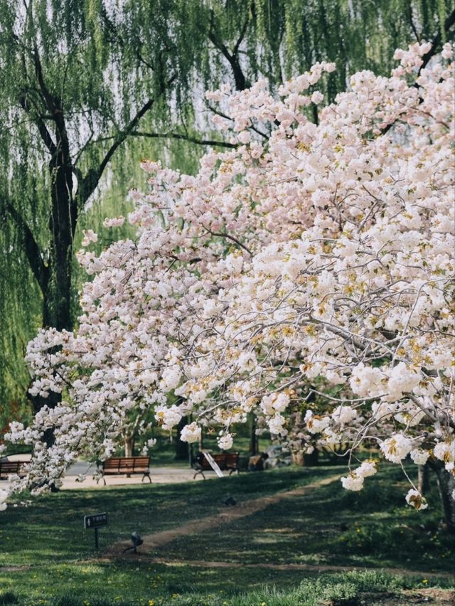 Yuyuantan Park Cherry Blossoms – Beijing’s Signature Sakura Spectacle