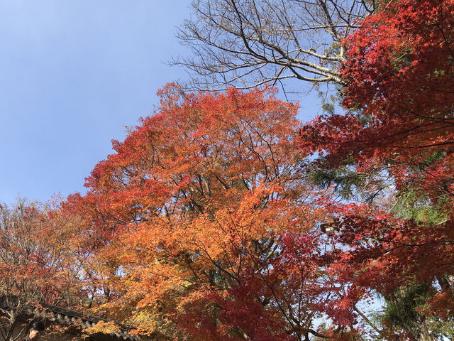 【二尊院の紅葉｜嵯峨野に広がるもみじのトンネル】