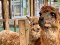 Batam Zoo Paradise