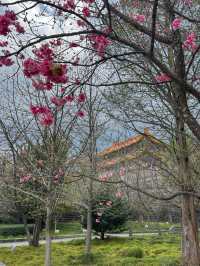Blossoms and Pagodas: Springtime Magic at Dali’s Chongsheng Temple (崇圣寺三塔)