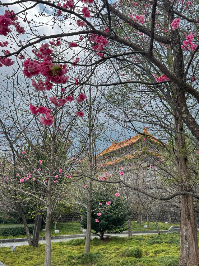 Blossoms and Pagodas: Springtime Magic at Dali’s Chongsheng Temple (崇圣寺三塔)