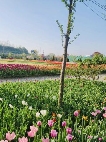 Pinnacle Land Tulip Festival: A Springtime Delight in Asan
