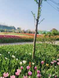 Pinnacle Land Tulip Festival: A Springtime Delight in Asan 🌷🌸