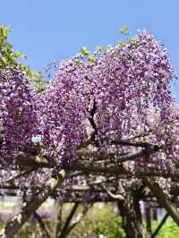 Wisteria Wonderland at Kameido Tenjin Shrine